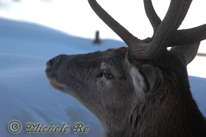 PASSIONE PER IL CERVO